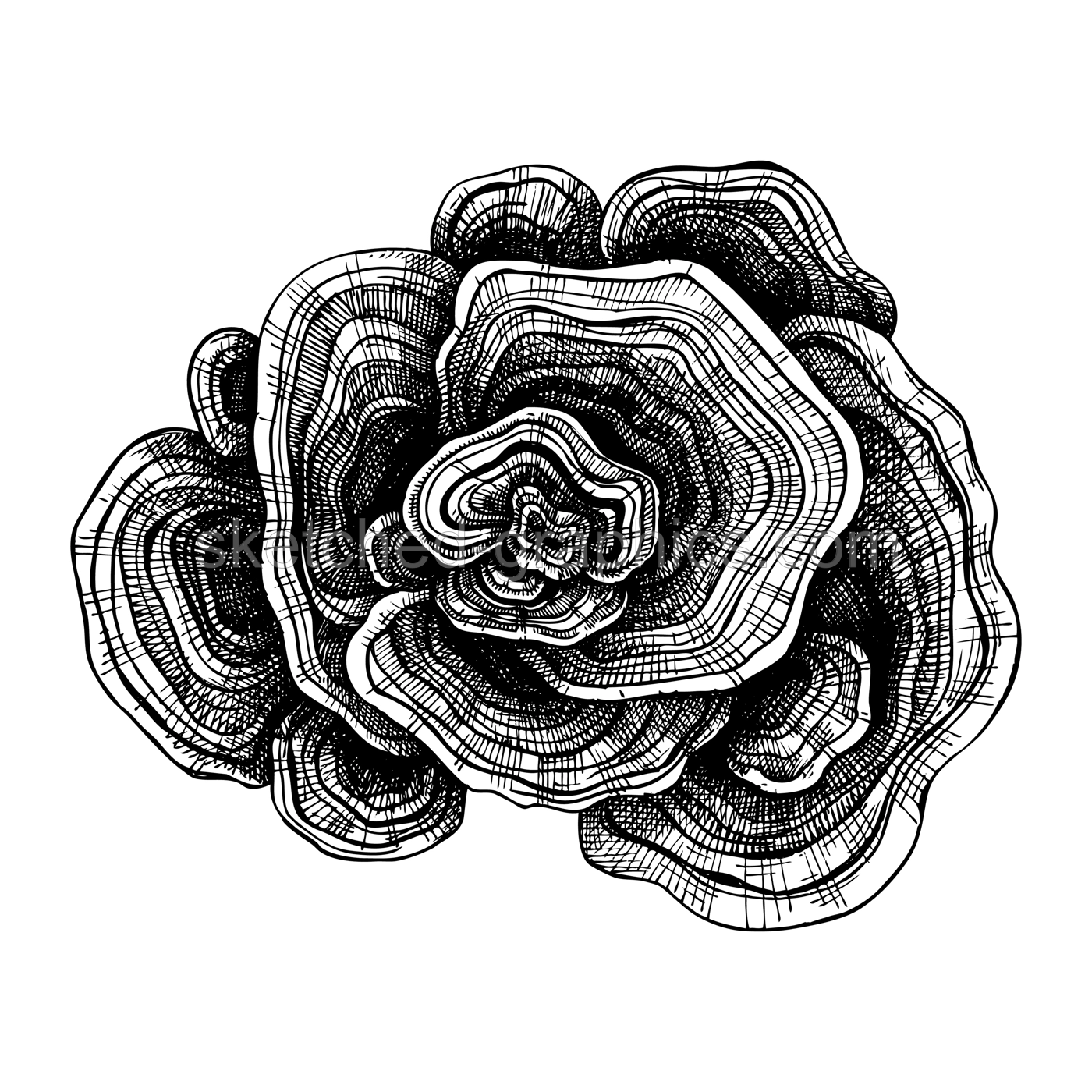 Turkey Tail drawing. Hand sketched illustration of medicinal mushroom. Natural adaptogen sketch in vintage style. Adaptogenica mushrooms drawing isolated on white. Illustration